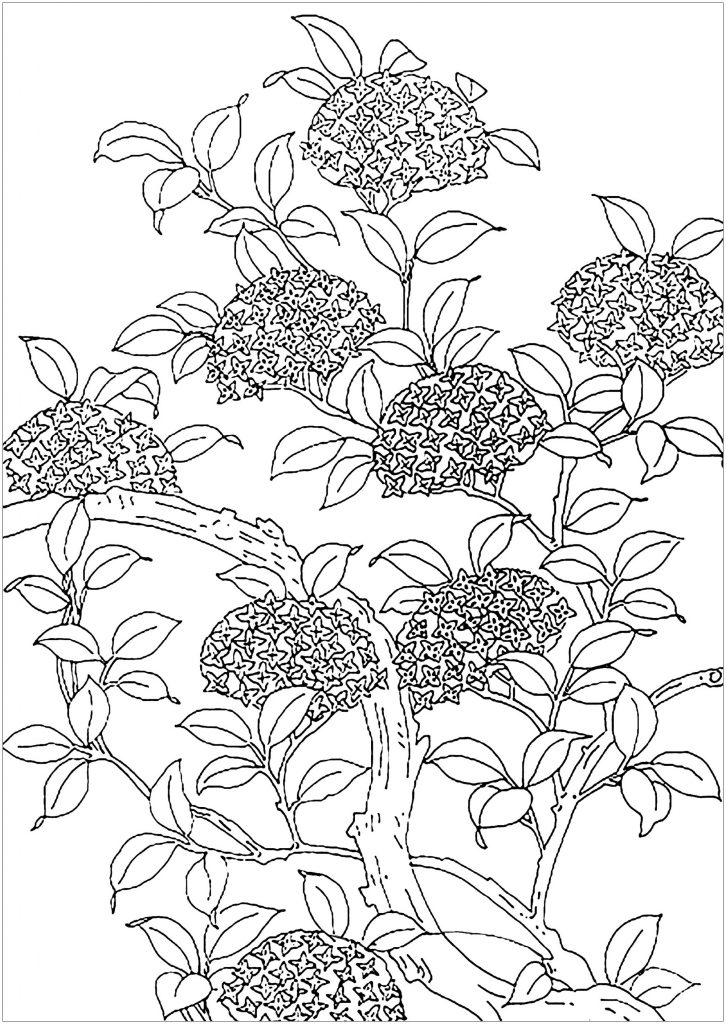 Adult Coloring Sheets Floral