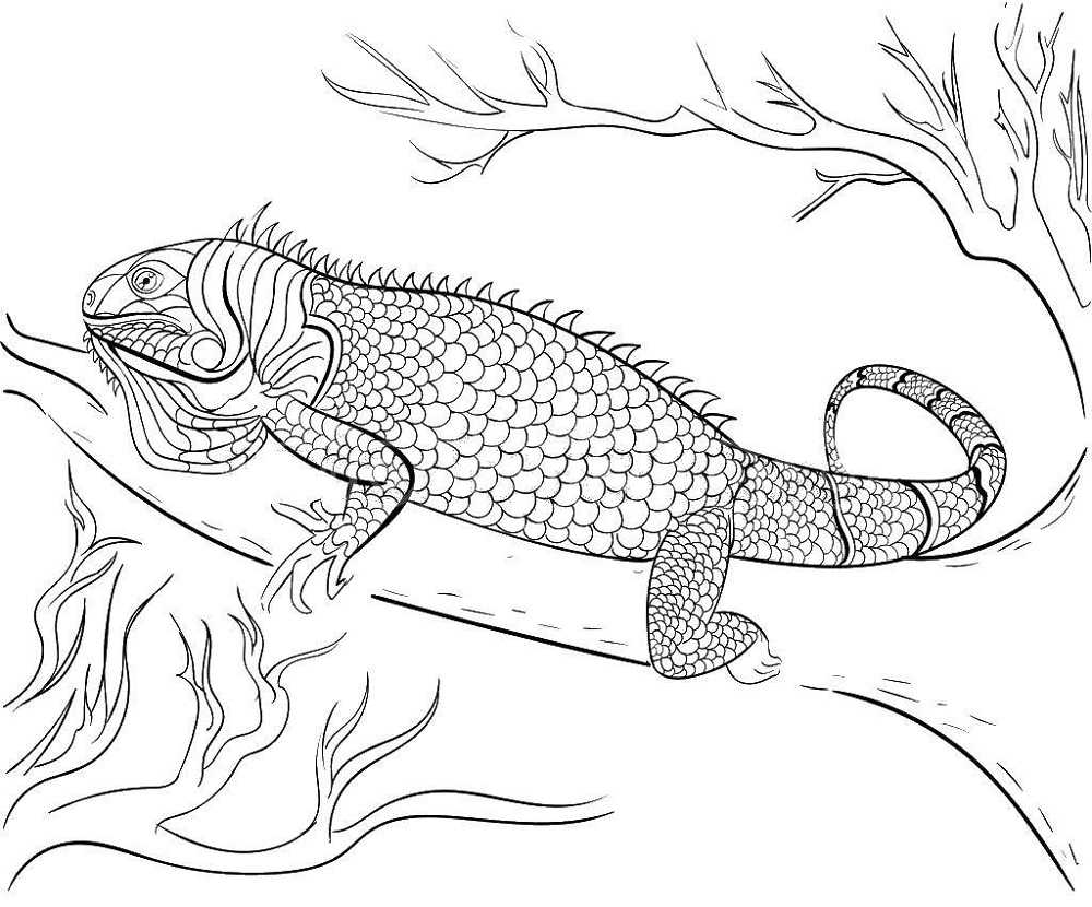 Animal Iguana Coloring Page
