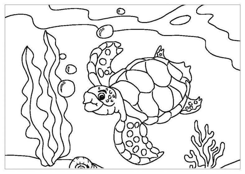 Animal Turtle Coloring Sheet