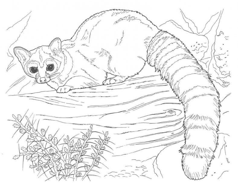 Baby Animal Coloring Pages Realistic