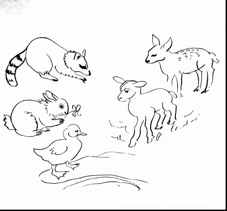 Baby Animal Coloring Pages Spring