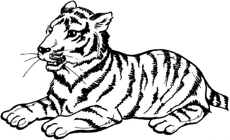 Big Kitty Cat Coloring Pages
