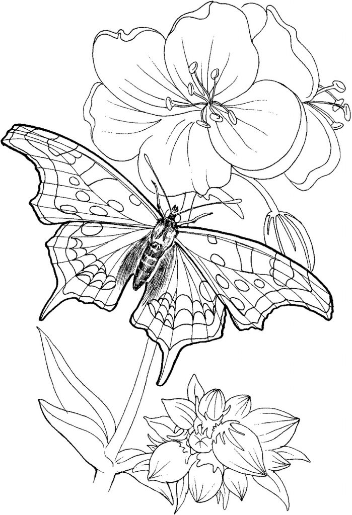 Butterfly Coloring Pages And Flower