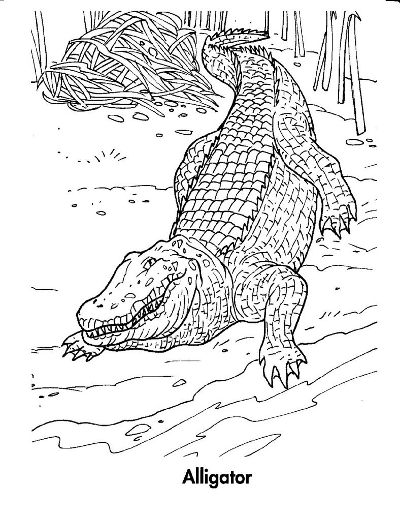 Crocodile Coloring Pages Advanced