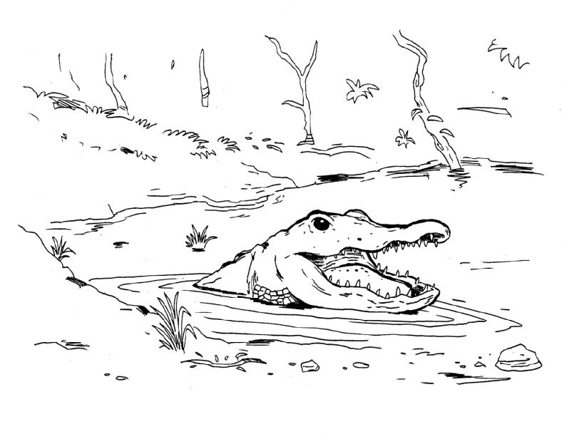 Crocodile Coloring Pages Swimming