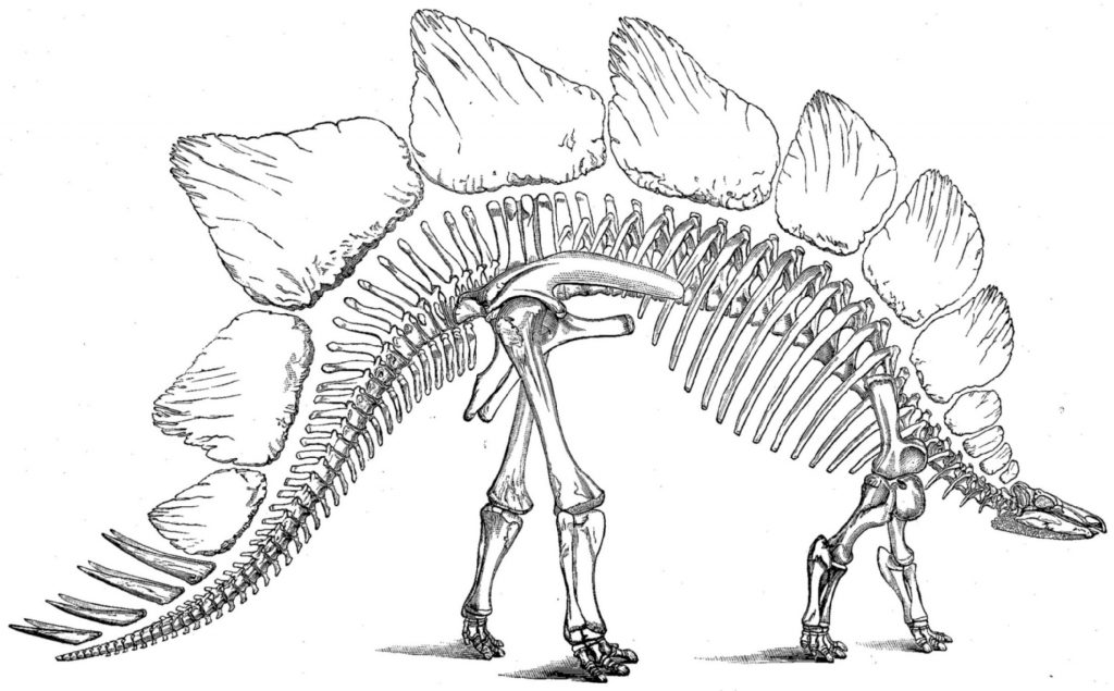 Dinosaur Coloring Pages Skeleton