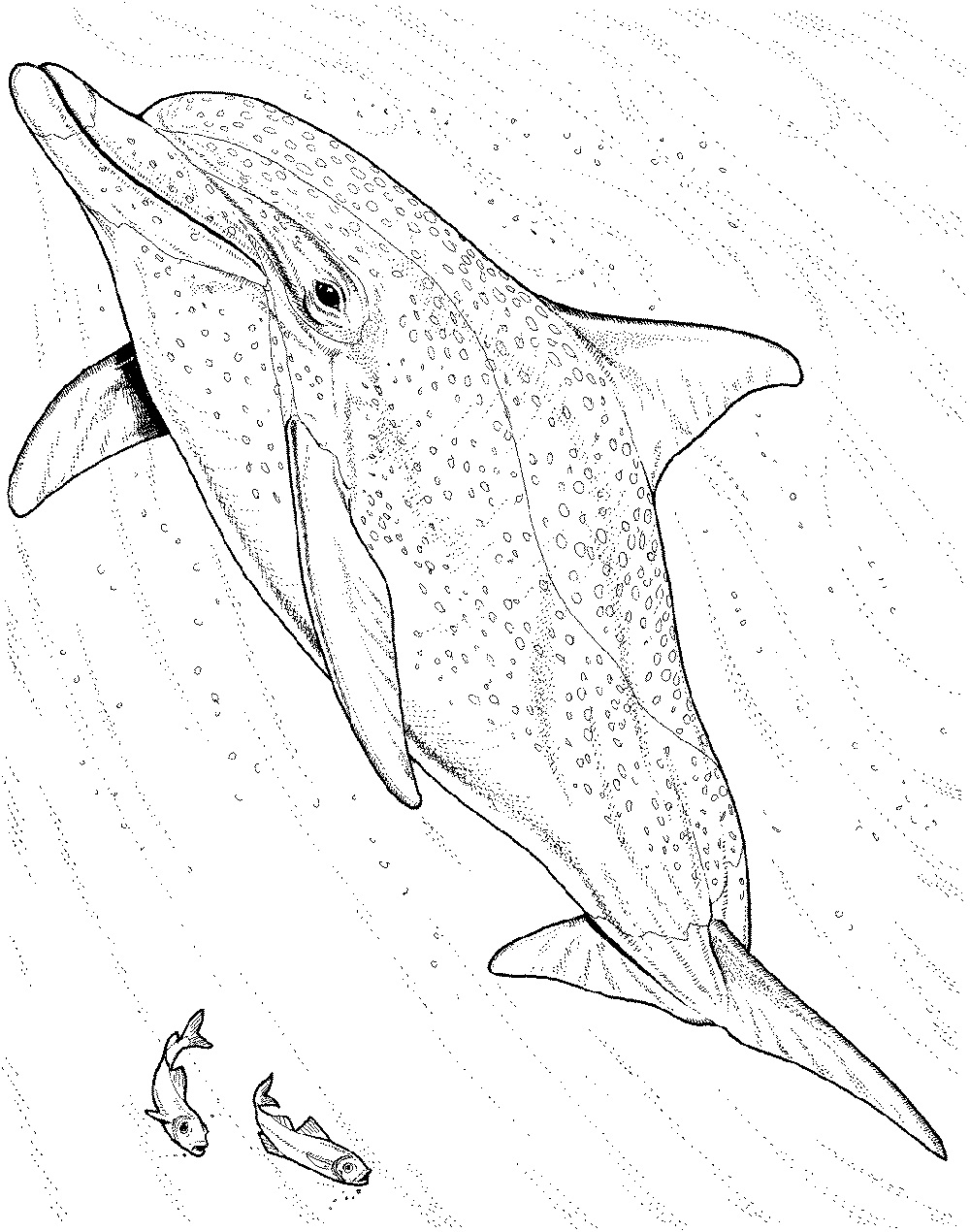 Dolphin Coloring Pages Realistic.