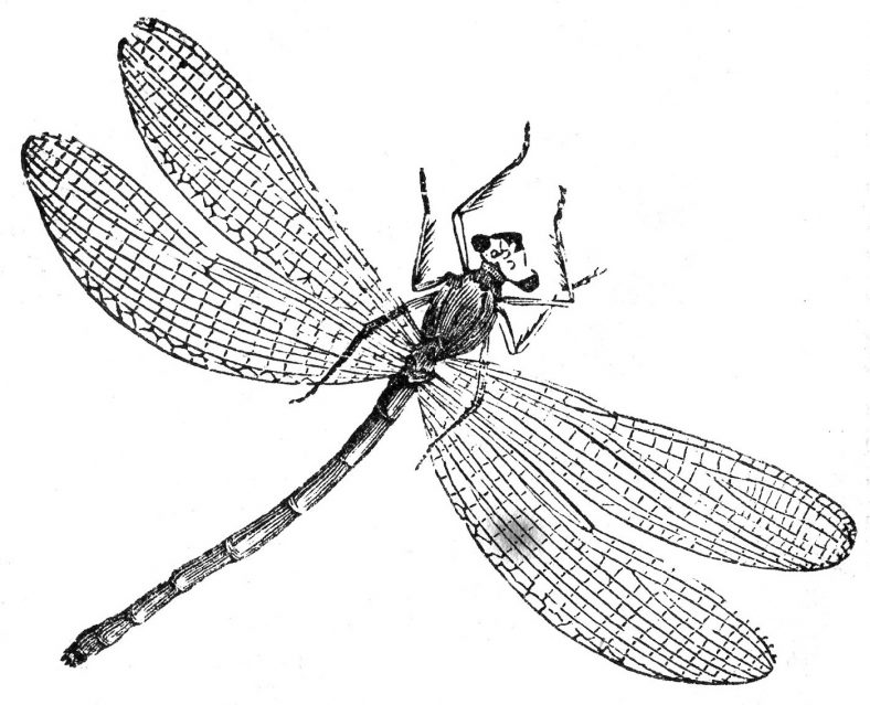 Dragonfly Coloring Page Realistic