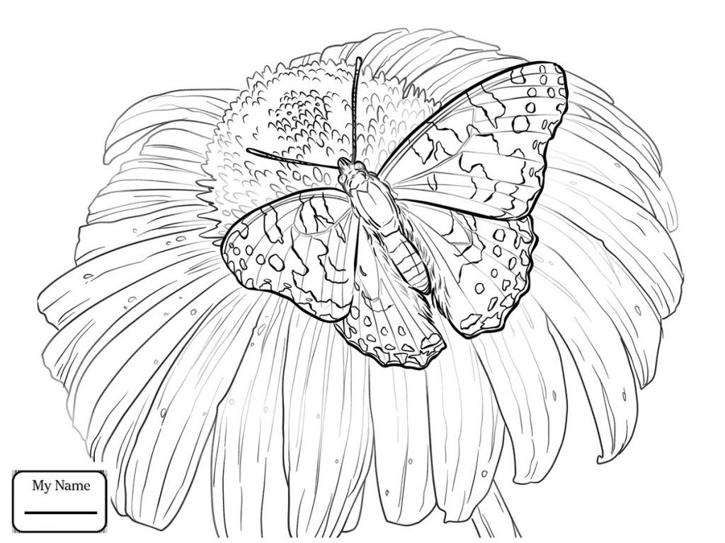Drawing Monarch Butterfly Coloring Pages