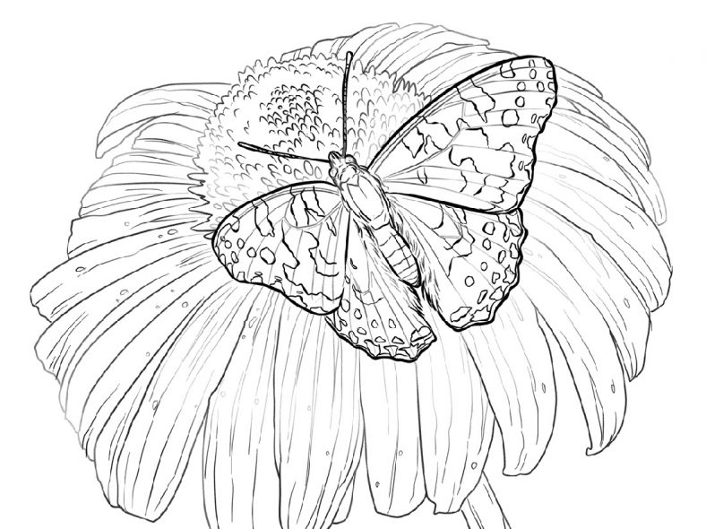 Flower Coloring Pages With Butterfly