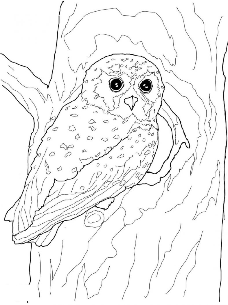Hoot Owl Coloring Pages