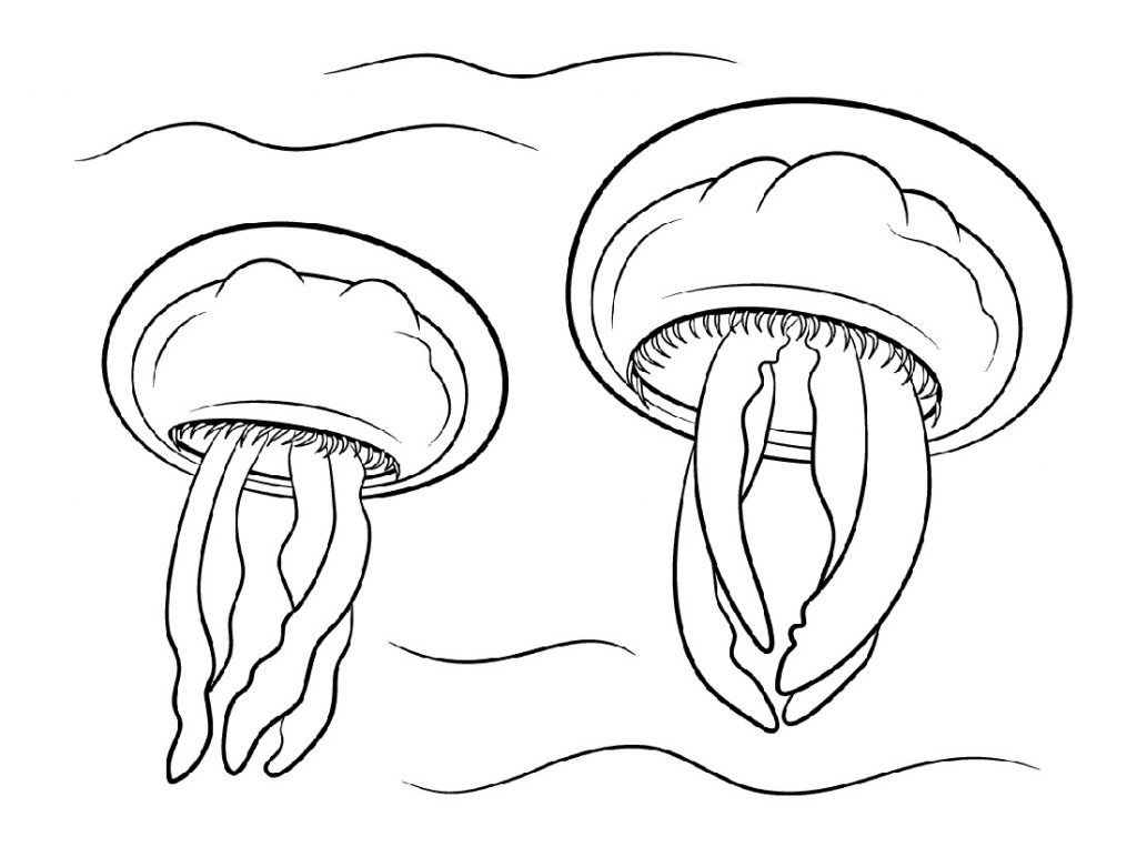 Jellyfish Coloring Page Ocean