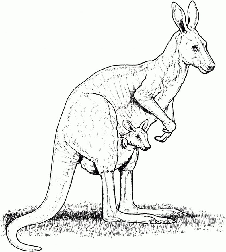 Kangaroo Coloring Page Animal
