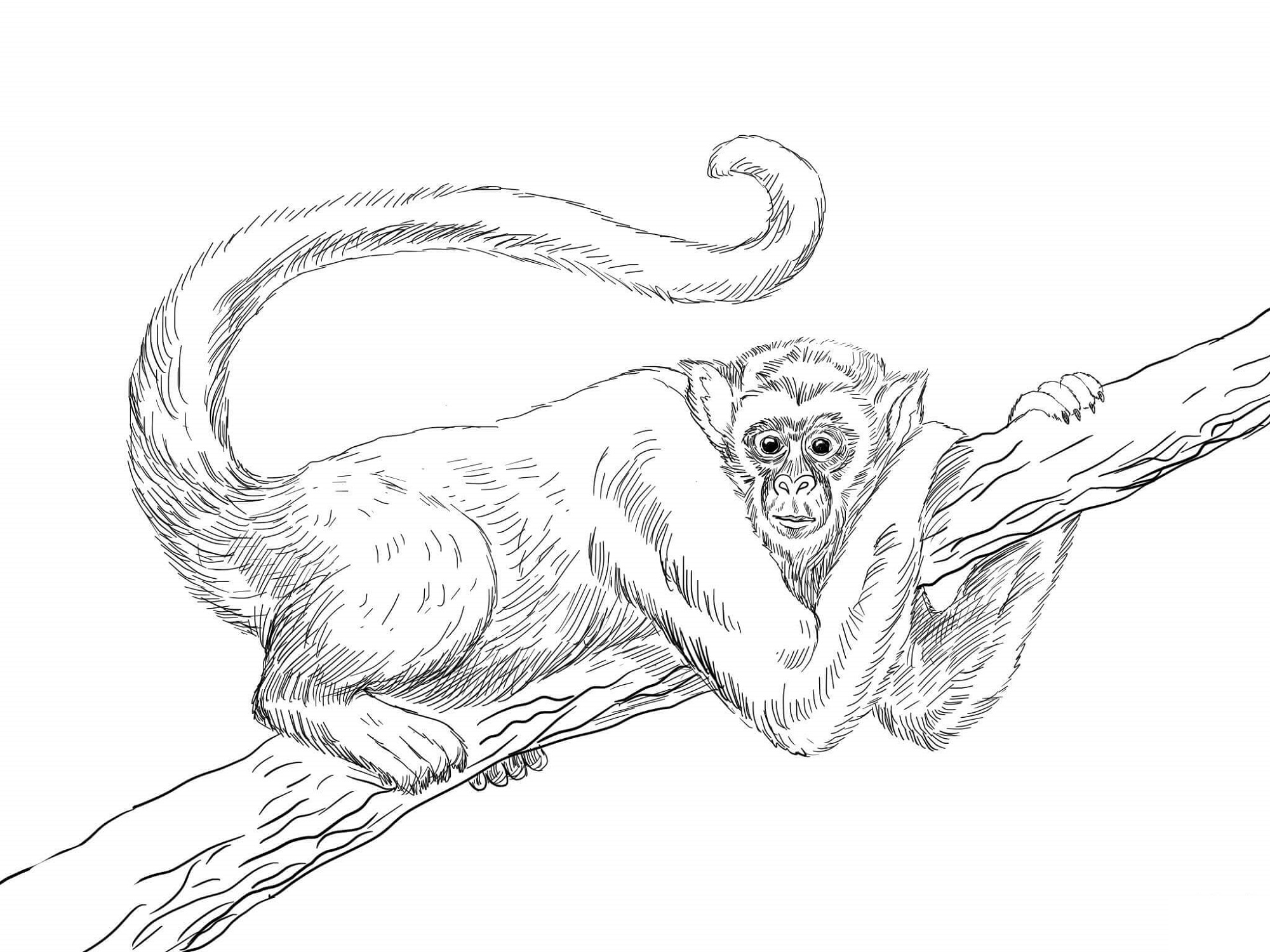 Monkey Coloring Pages Realistic.