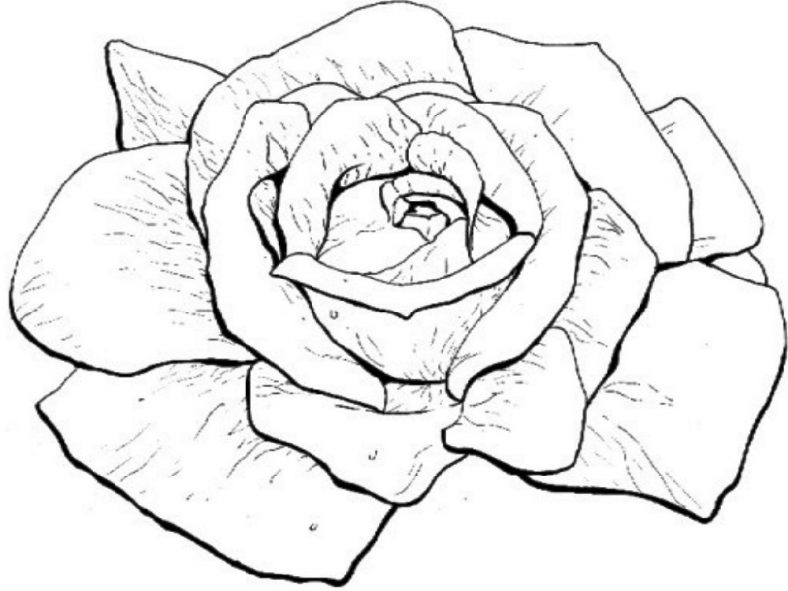 Rose Coloring Pages Realistic
