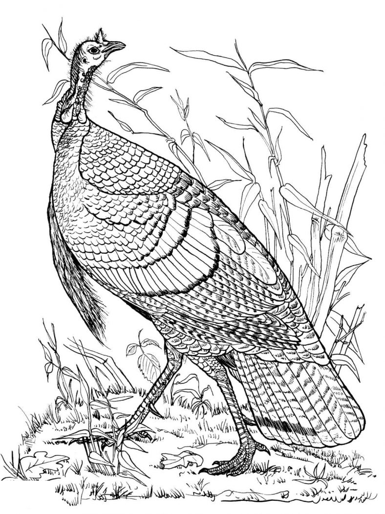 Turkey Coloring Pages Realistic