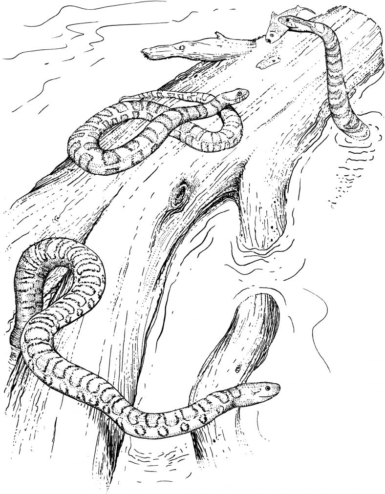Water Snake Coloring Pages