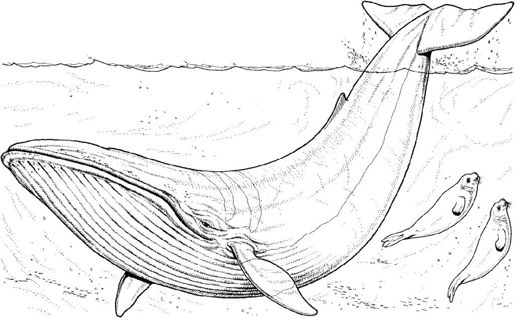 Whale Coloring Pages Humpback