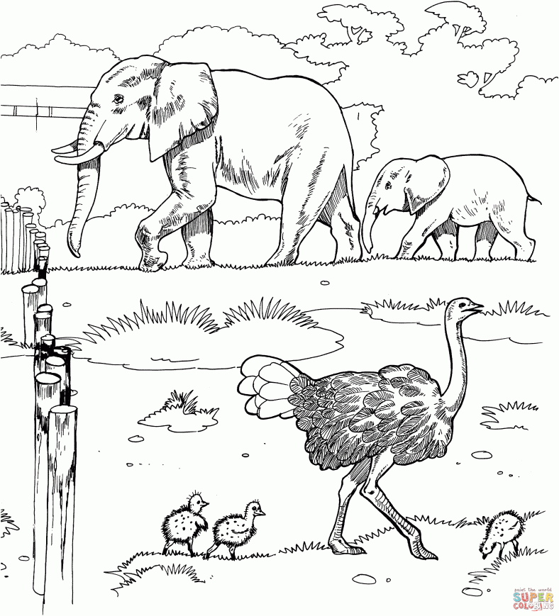 Zoo Animal Coloring Pages Elephant